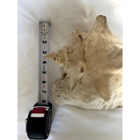 Large Queen Conch Shell 10” Natural Seashell Beach Nautical Coastal Decor Heavy - Picture 8 of 8